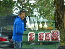 Vendeur de fraises - Costa Rica